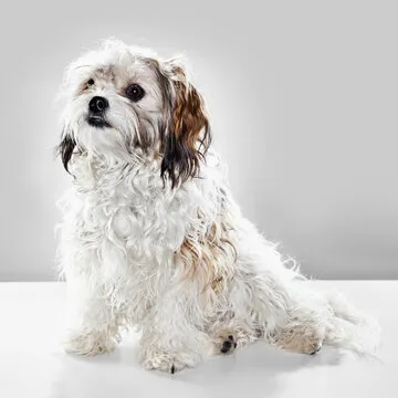 王叔 (休闲玩家)